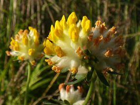 Anthriscus sylvestris